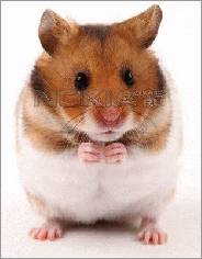 Таlking hamster / говорящий хомяк-файлы для тачфонов
